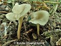 Clitocybe phaeophtalma-amf428